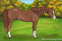 Horse Color:Chestnut Splash 