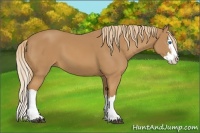 Horse Color:Chestnut Splash 