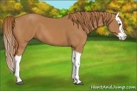 Horse Color:Chestnut Splash 