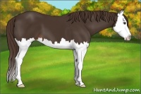 Horse Color:Liver Chestnut Splash 