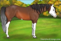 Horse Color:Bay Splash 