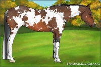 Horse Color:White Spotted Bay 