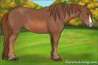 Horse Color:Chestnut Splash 