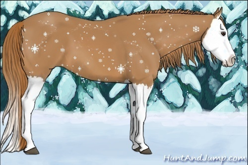 Horse Color: Chestnut Splash 