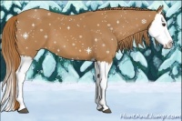 Horse Color:Chestnut Splash 