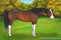 Horse Color:Bay Splash 