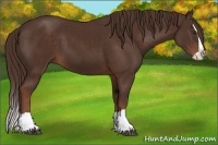 Horse Color:Liver Chestnut Splash 