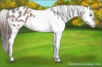 Horse Color:Bay Roan Appaloosa 