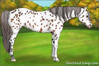 Horse Color:Bay Appaloosa