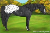 Horse Color:Black Appaloosa 