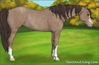 Horse Color:Classic Champagne Rabicano