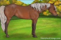 Horse Color:Silver Bay 