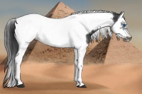 Horse Color:Black Splash Tobiano Frame