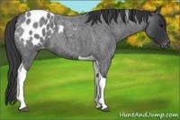 Horse Color:Blue Roan Tobiano Blanket 