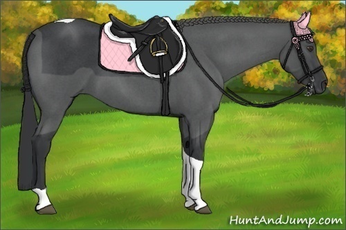 Horse Color:Blue Roan Tobiano 