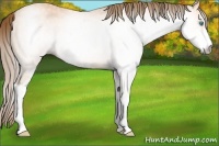 Horse Color:Gray Perlino Roan Sabino 