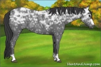 Horse Color:Blue Ice Roan Tobiano Frame 