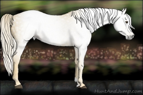 Horse Color:Gray Palomino