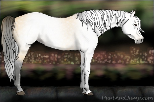 Horse Color:Gray Buckskin 