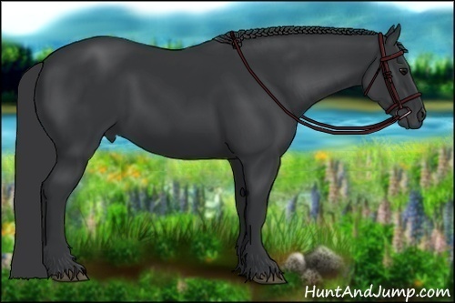 Horse Color:Black 