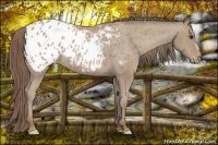 Horse Color:Classic Champagne Blanket Rabicano 