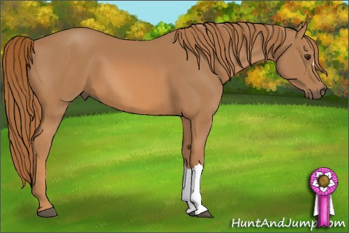 Horse Color: Chestnut 