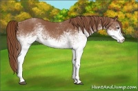 Horse Color:White Spotted Chestnut 