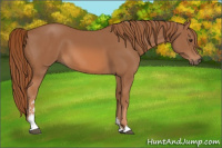 Horse Color:Chestnut Sabino