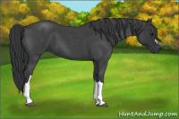 Horse Color:Brown Roan