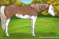 Horse Color:Chestnut Splash 