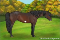 Horse Color:Bay Frame 