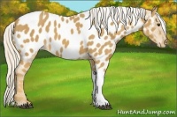 Horse Color:Palomino Appaloosa