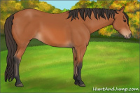 Horse Color:Unknown 