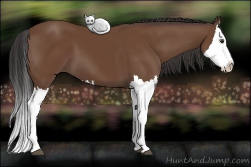 Horse Color: Bay Splash 
