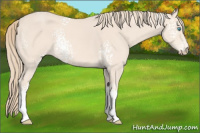 Horse Color:White Spotted Perlino 
