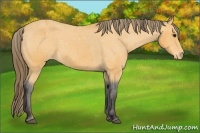 Horse Color:Buckskin Varnish 