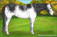 Horse Color:White Spotted Black