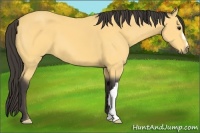 Horse Color:Buckskin 