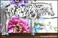 Horse Color:Blue Roan Appaloosa 