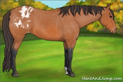 Horse Color: Bay Varnish 
