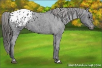 Horse Color:Black Appaloosa