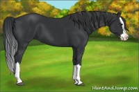 Horse Color:Black Splash