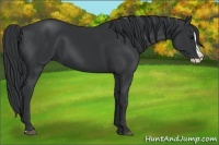 Horse Color:Black Splash