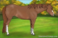 Horse Color:Chestnut 