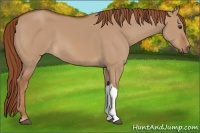 Horse Color:Red Dun 