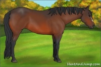 Horse Color:Bay 