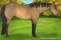 Horse Color:Buckskin 
