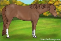 Horse Color:Chestnut 