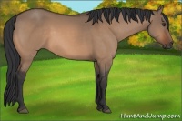 Horse Color:Bay Dun 