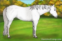 Horse Color:Gray Chestnut Appaloosa